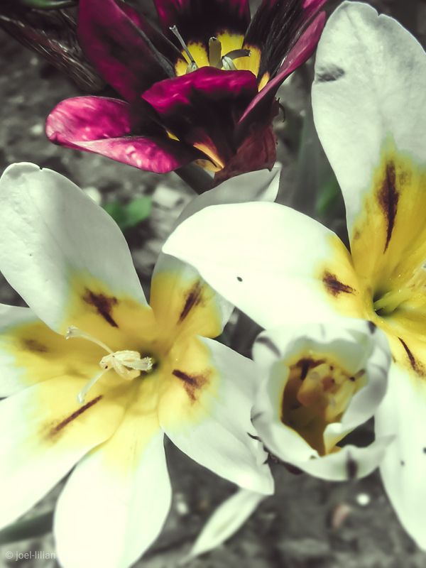 Blossoming