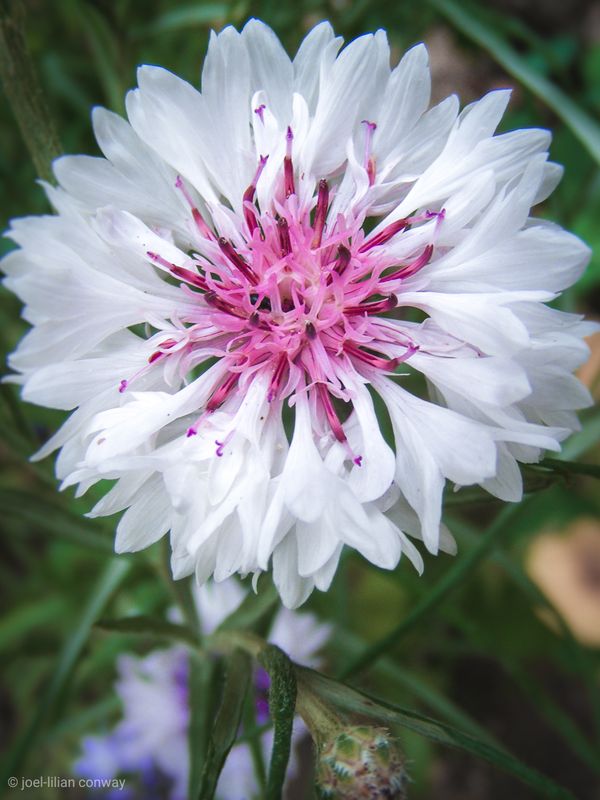 Pink bloom