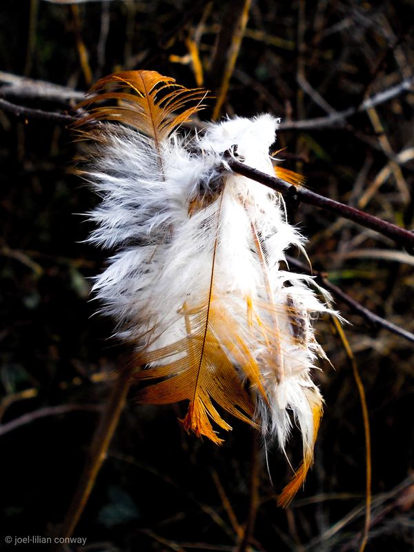 Feathers