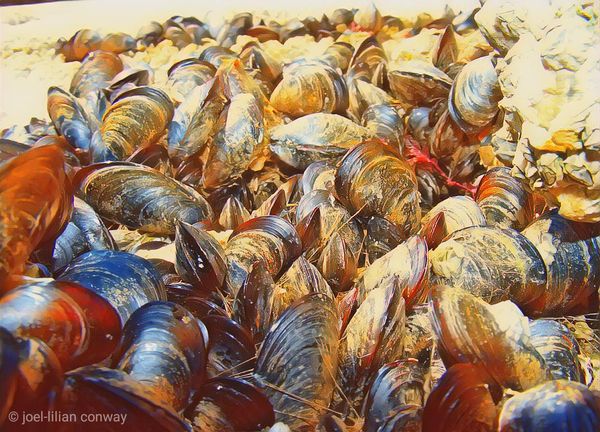 Muscles for tea!