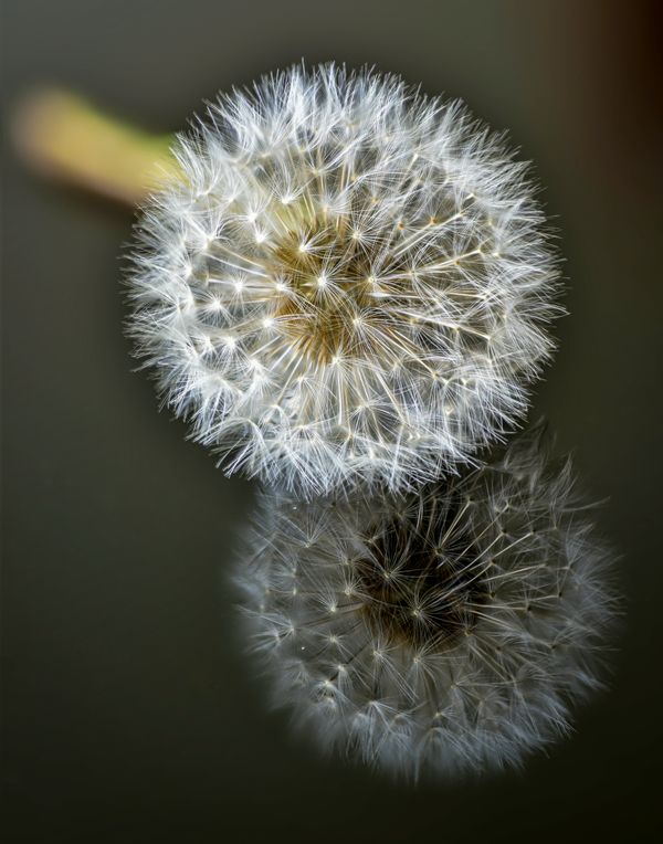 Dandelion Head