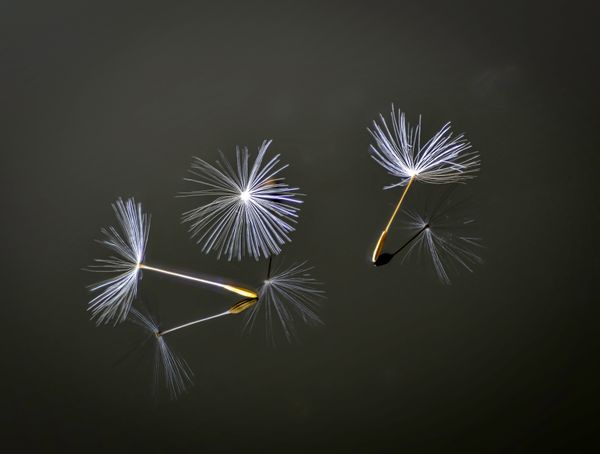 Dandelion Seeds