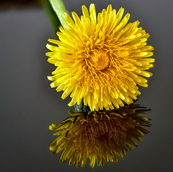 Dandelion