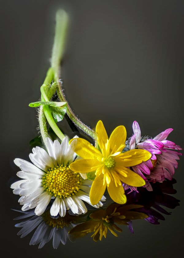 Flowers Mixed