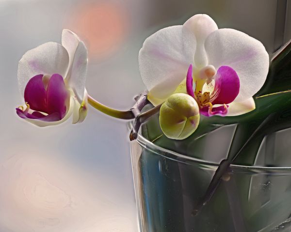 Orchid