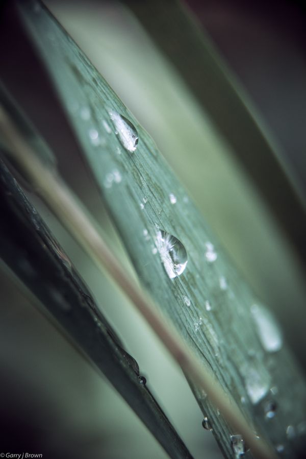 Water droplets