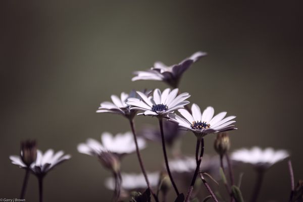 Flowers in the garden