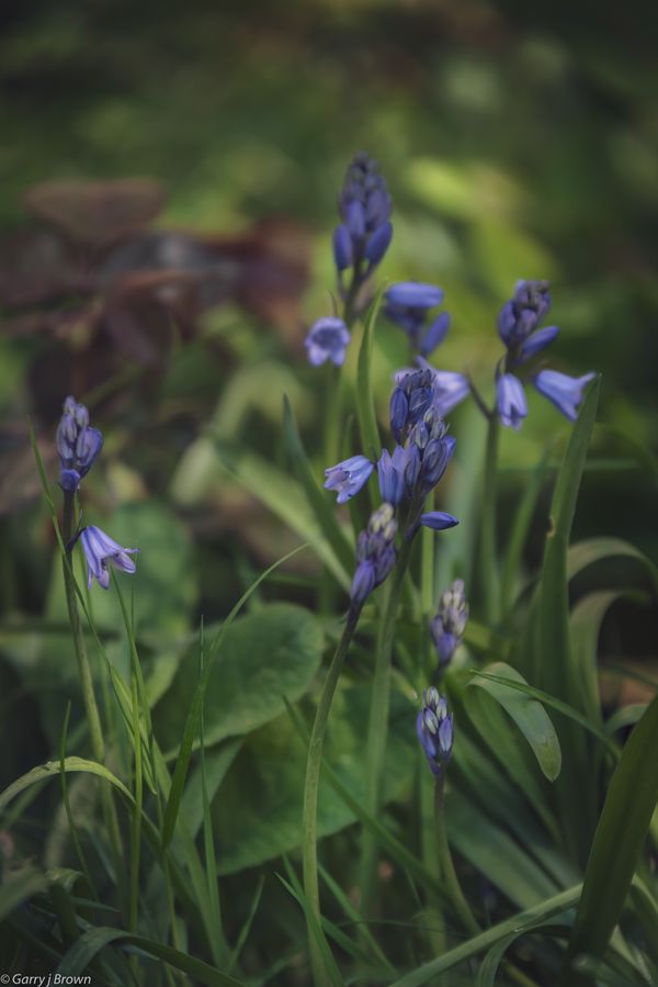 Bluebells