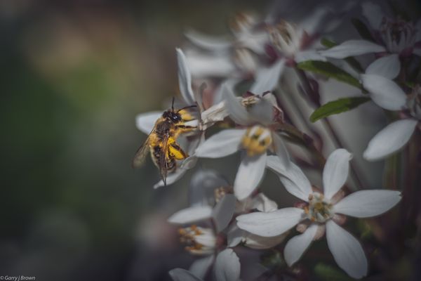 Honey bee on a flower