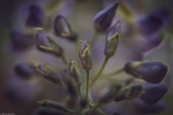 Lupine