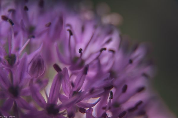 Allium flower
