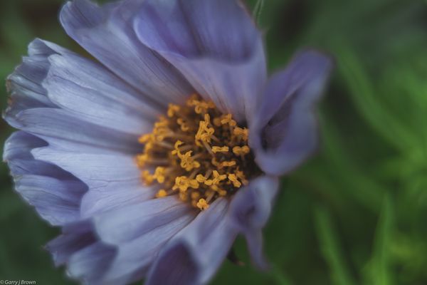Cosmos
