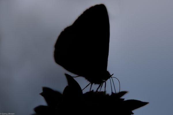 Butterfly Silhouette