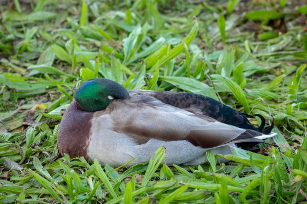 Male Mallard Duck Sleeping in Green Leaves