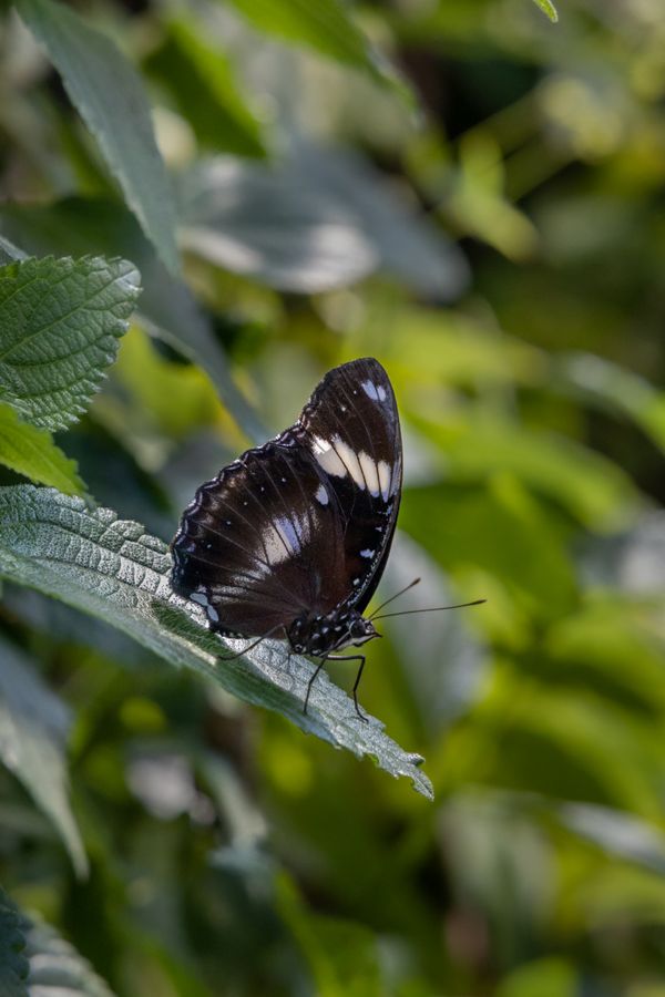 Underside Closed Wings of Blue-banded Eggfly on a Leaf