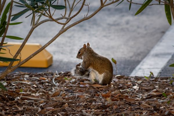 Eastern Grey Squirrel Cleaning Its Tail in a Carpark in Florida