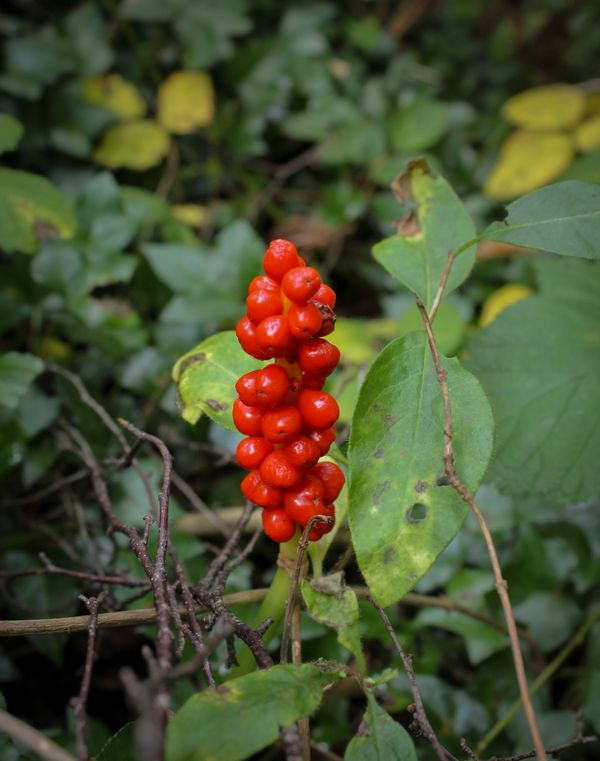 Red Lords and Ladies Arum Berries in the Forest