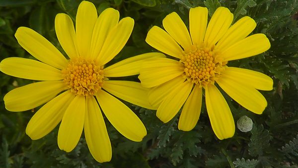 A Happy Pair of Daisies