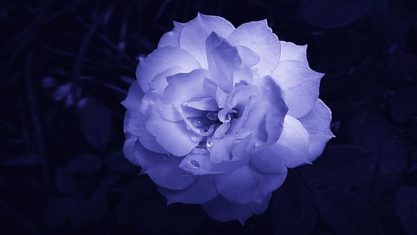 Blue tinted rose