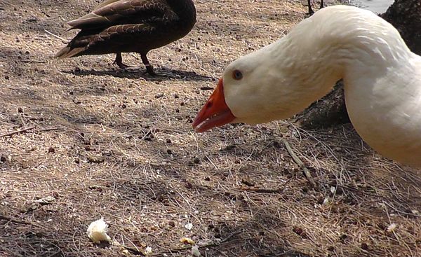 Crooked Goose