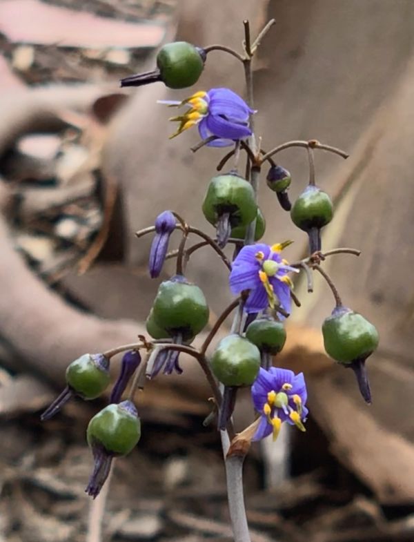 Bittersweet Nightshade