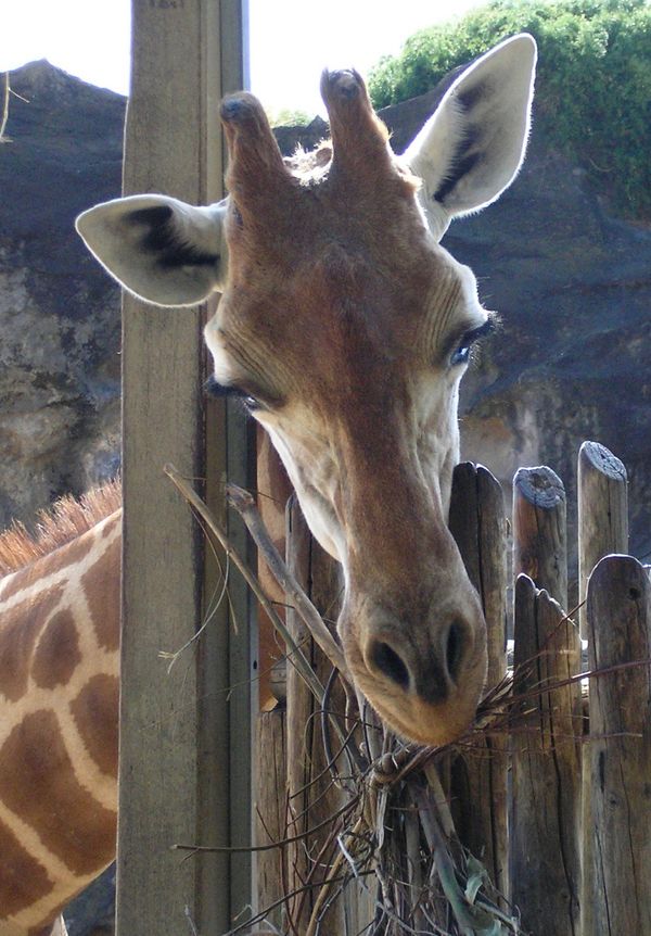Giraffe Head
