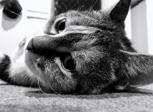 Pondering