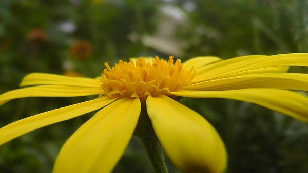 Touch of Yellow