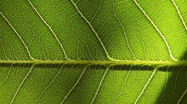 Green Veins