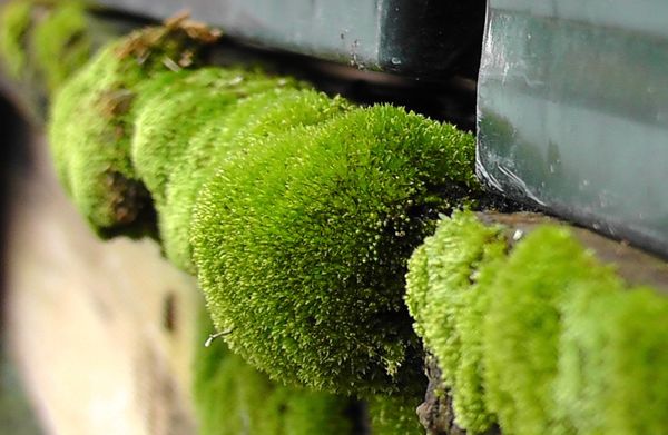 Furry Green Moss