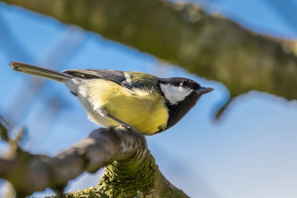 Bird in fruit tree-8360