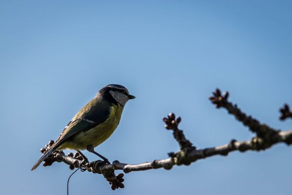 Bird on a branch-9517