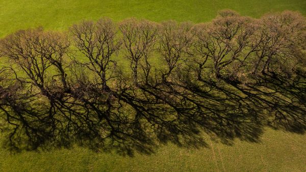 Tree line-0453
