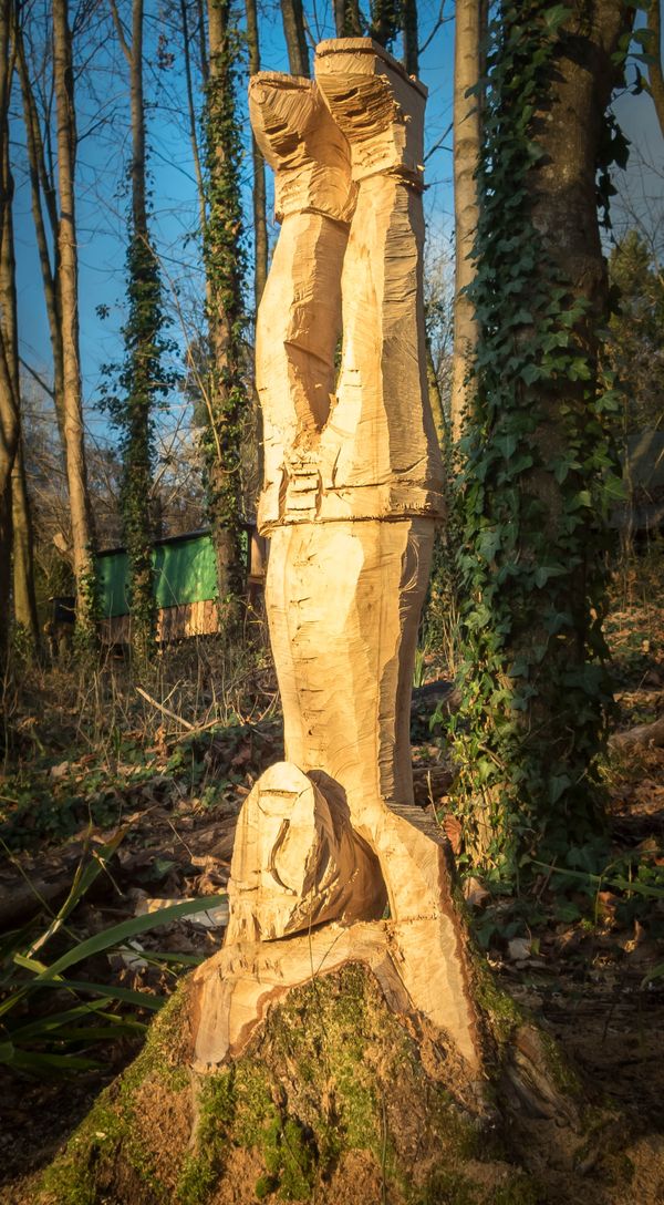 Tree felling-240230