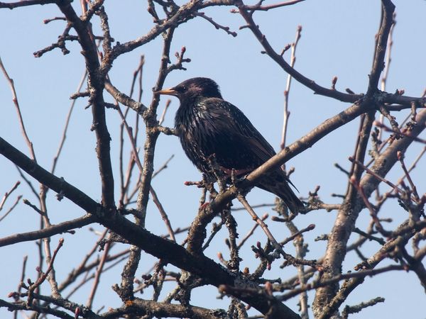 Common Starling
