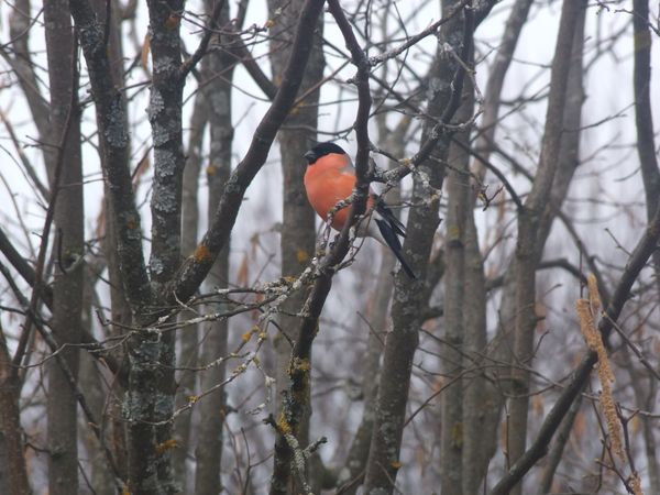 Bullfinch (Pyrrhula pyrrhula)