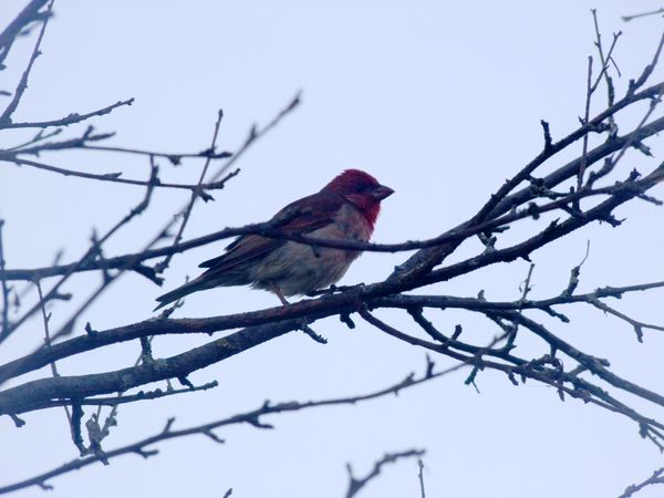 Common Rosefinch (Carpodacus erythrinus)
