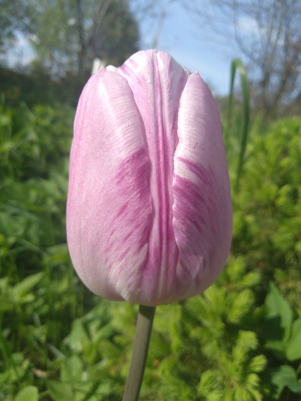 Tulip