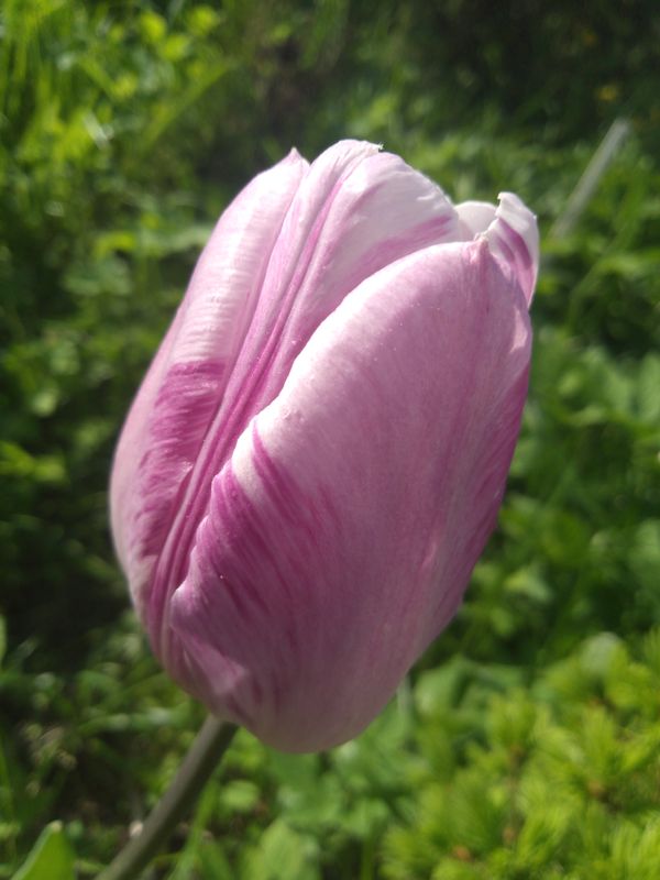Tulip