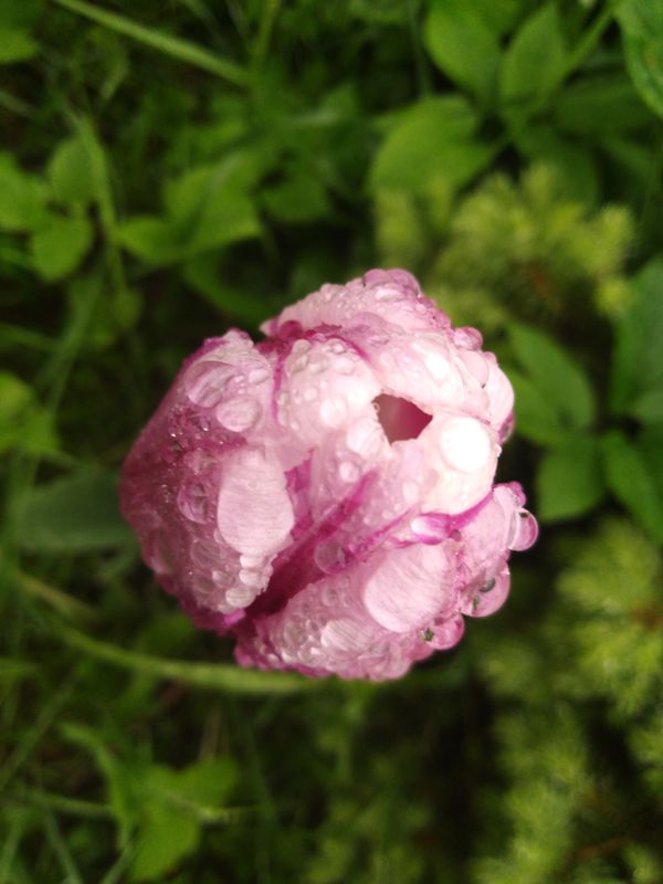 Tulip