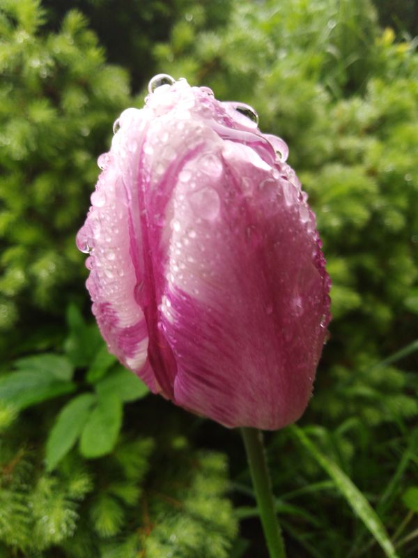 Tulip