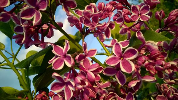 Syringa (lilac)