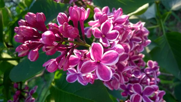 Syringa (lilac)