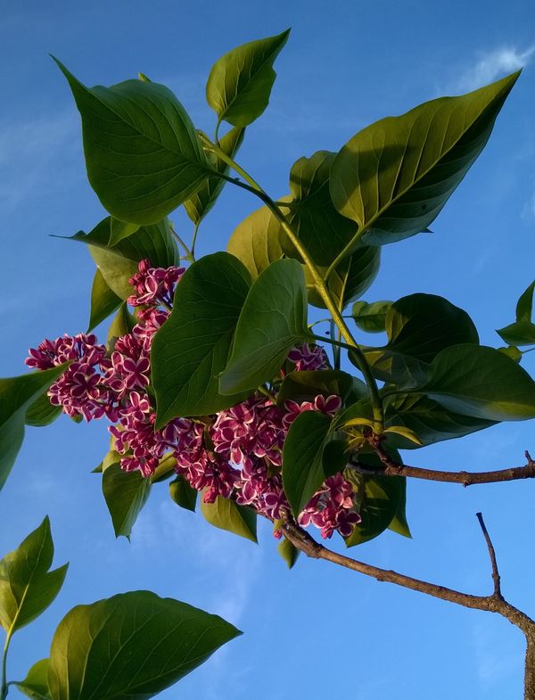 Syringa (lilac)