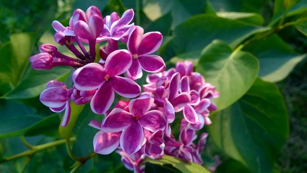 Syringa (lilac)