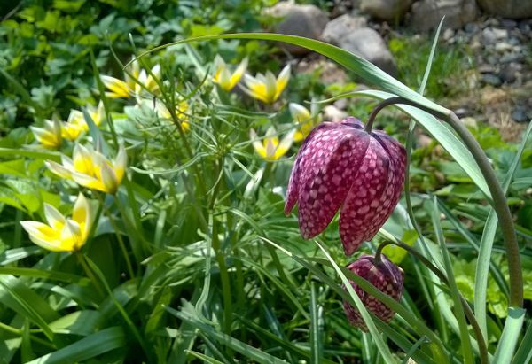 Fritillaria meleagris and other flowers