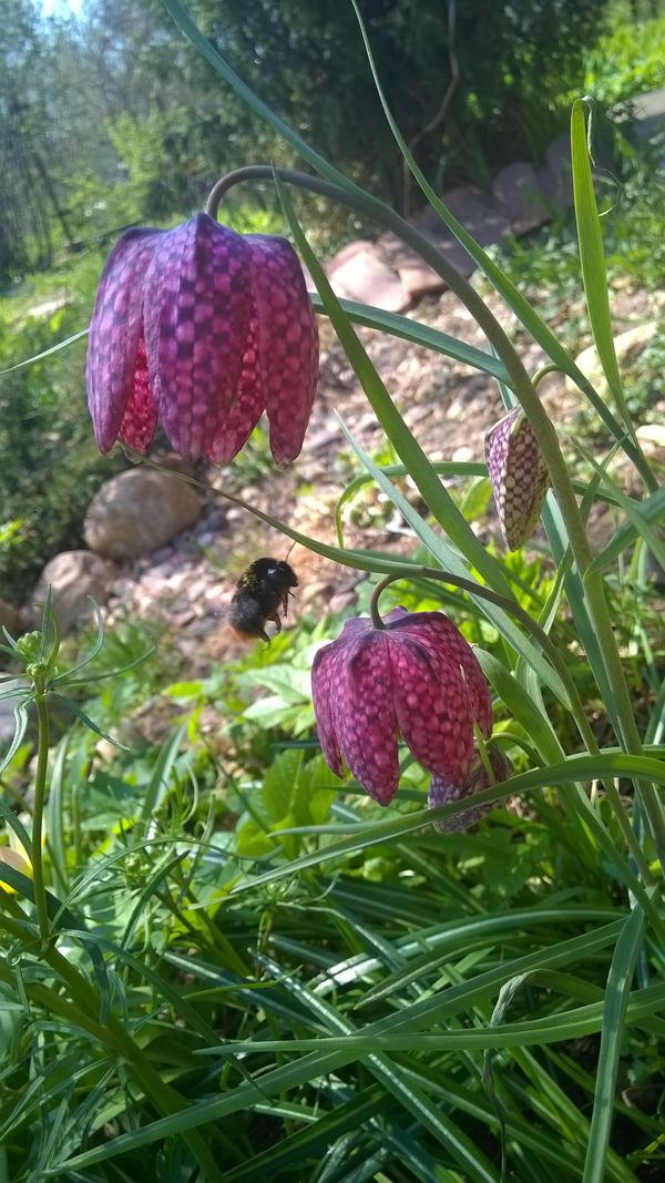 Fritillaria meleagris