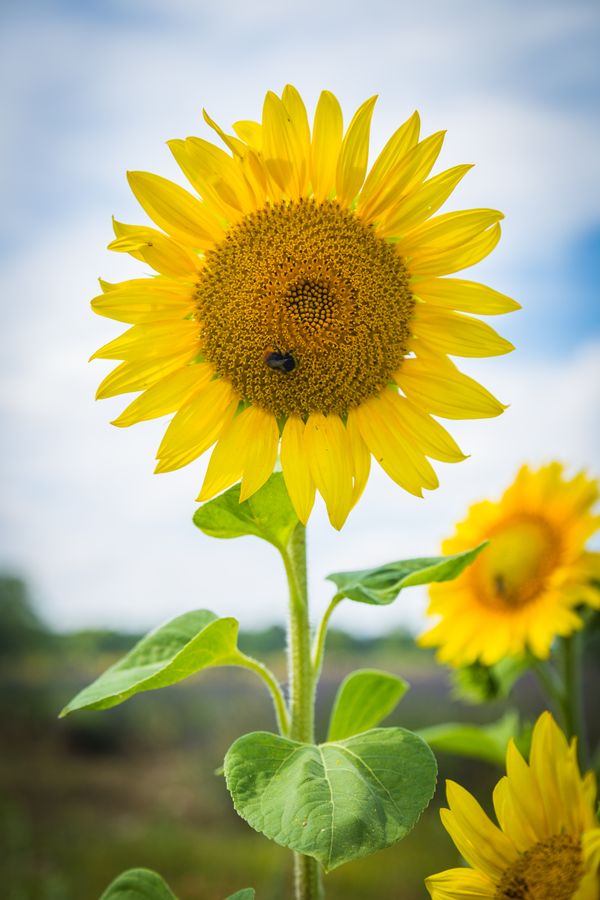 Sun Flower