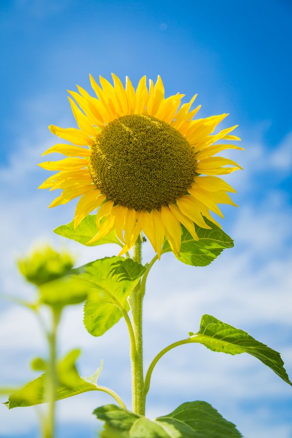 Sun Flower