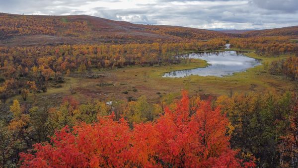 Autumn colors in the wilderness